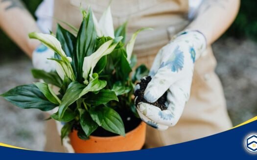 How to Take Care of a Peace Lily?